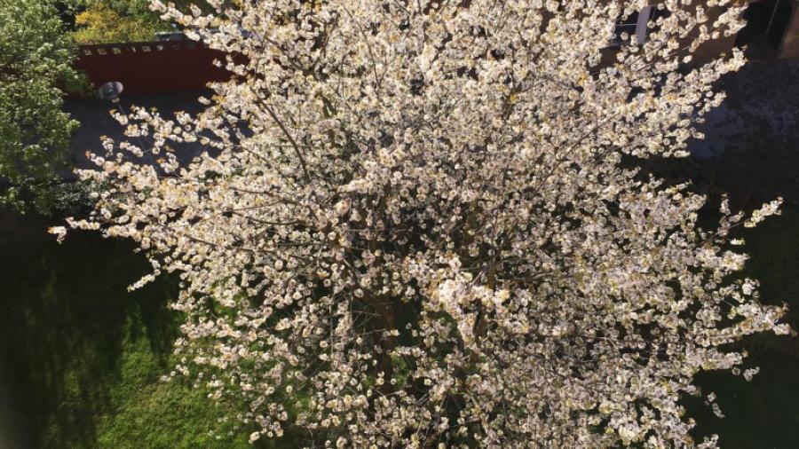 Körsbärsträd i blomning